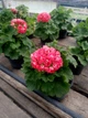 Розебудна пеларгонія Rosebud Supreme, саджанець в 100-грамовому стаканчику - зображення 2
