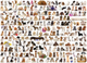 Puzzle EuroGraphics Świat psów 1000 elementów (628136605816) - obraz 2
