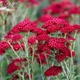 Деревій гібридний 'Red Velvet'. Контейнер 1 л - зображення 2