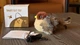 Интерактивная игрушка-воробушек "Flapping Cat Bird Toys" для кошек - изображение 8