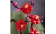 Конструктор Lego Icons Botanicals Сливовый цвет, 327 деталей 10369 - изображение 5