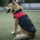 Жилетка для собак Спорт 3XL Черно-красный - изображение 11
