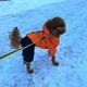 Зимний комбинезон для собак Dog S Оранжевый - изображение 13