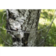 Siatka zabezpieczająca przed bobrami AquaEl SAFE TREE (5905546339841) - obraz 4