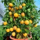 Семена Экзотика Пепино Женьшень (Дынная Груша), 20 семян - изображение 1