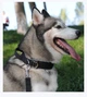 Ошейник для собак Fanxing Pet, с ручкой cветоотражающий с металлической пряжкой, L (44-52см) Черный (223L-BLACK) - изображение 2