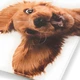 Ваги для підлоги Zelmer ZBS1010 Crazy dog - зображення 4