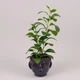 Кашпо керамическое Голова H-13 см. 36413 - изображение 2