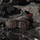 Женские демисезонные ботинки низкие для треккинга с Gore-Tex Adidas Terrex Skychaser Ax5 Mid Gtx W JH7808 40 (6.5UK) 25 см Trabrn/Earstr/Seimor (4067903105405) - изображение 3