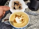Інтернет-Зірка у Твоїй Чашці Трафарет Doge Meme. Aivory - изображение 1