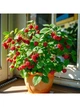 Малина крупноплодная Рубиновый Гигант, семена 20 шт - изображение 6