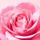Олія для зняття макіяжу Nuxe Very Rose 150 мл (3264680043475) - зображення 3