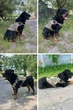 Шлея для собак Harness K9 Long, металлическая пряжка фастекс и система MOLLE, XL (87-115 см) Камуфляж (076XL-CAMO) - изображение 6
