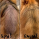 Лосьйон заспокійливий для собак DERMagic Skin Rescue при алергіях, лупі, свербіжі, 118 мл - зображення 4
