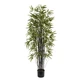 Семена Бамбук чёрный (Phyllostachys nigra), фиолетовый бамбук, 5 штук - изображение 2