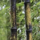 Семена Бамбук чёрный (Phyllostachys nigra), фиолетовый бамбук, 5 штук - изображение 4