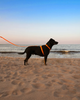 Шлейка для собак Zee.Dog Neopro Tangerine Розмір S (63581) - зображення 4