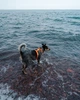 Шлейка для собак Zee.Dog Neopro Tangerine Розмір S (63581) - зображення 6