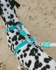 Шлейка для собак Zee.Dog Neopro Tidal, Размер S (49028) - зображення 4