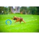 Кільце для апортировки PitchDog20, діаметр 20 см, блакитний - изображение 6