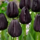 Цибулини Яскрава Тюльпан Тріумф Black Bean (45318) (3шт) - зображення 2