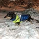 Жилетка для собак Престиж 2XL Желто-синий - изображение 11