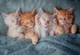 Puzzle Castorland The sweetest kittens 1000 elementów C-105144-2 (5904438105144) - obraz 2