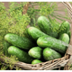 Огурец Мирабелл F1, 10 шт Seminis (Голландия) - изображение 1