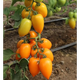 Томат KS 1430 F1 желтая сливка 8 шт Kitano Seeds Голландия - изображение 2