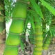 Бамбук живота Будды (Bambusa Ventricosa), семена 5 шт - изображение 4
