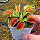 Семена Венерина Мухоловка, хищное растение (Dionaea muscipula), 10 шт - изображение 3
