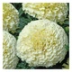 Семена Бархатцы Эскимо GL Seeds 0,1 г - изображение 2