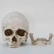 Анатомическая модель Череп 19x14x16 см, челюсть съемная - изображение 2