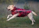 Жилетка для собак Forest 2XL Красный - изображение 11