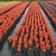 Барбарис тунберг Оранж Айс. (Barberis thunbergii Orange Ice) С3 - зображення 4