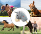 Koń na kiju Milly Mally Hobby Grey (5901761127355) - obraz 9