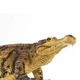 Саркозух доісторичний крокодил Sarcosuchus Safari LTD 100356 - изображение 2