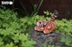 Збірна 3D модель Тигр - изображение 8
