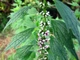 Насіння Пустирник Серце, 0,1 г (GL Seeds) - зображення 4