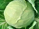 Семена Капуста б/к Каменная голова, 1 г (GL Seeds) - изображение 2