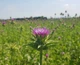 Насіння Расторопша Панацея, плямиста, 0.5 г (GL Seeds) - зображення 2