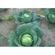 Семена Капуста б/к Каменная голова, 1 г (GL Seeds) - изображение 4
