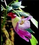 Недотрога попугайная, бальзамин-попугай (Impatiens psittacina), семена 5 шт - изображение 2