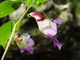 Недотрога попугайная, бальзамин-попугай (Impatiens psittacina), семена 5 шт - изображение 5