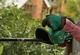 Кущоріз акумуляторний Bosch EasyHedgeCut 18-45 18В лезо 45см крок різу 15мм 3.02кг без АКБ та ЗП - изображение 4