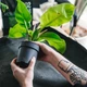 Субстраткрафтовий для філодендрона 3л (Philodendron) - зображення 3