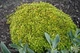 Материнка (Орегано) Ауреа Origanum vulgare aureum Материнка Ауреа Р9 - зображення 2