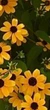 Рудбекия трехлопастная (Rudbeckia triloba). - изображение 2