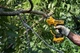 DeWALT Секатор акумуляторний 18В XR d різу 32мм 1.37кг без АКБ і ЗП - зображення 3