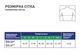 Корсет для корекції постави (реклінатор) Medtextile 2009 ключичний, розмір XXL - зображення 2